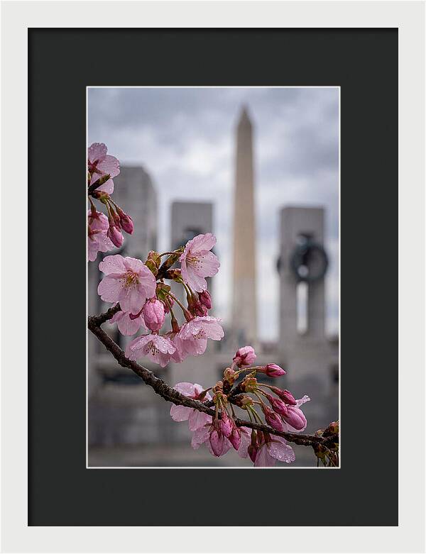Sakura Blossoms In Washington Dc