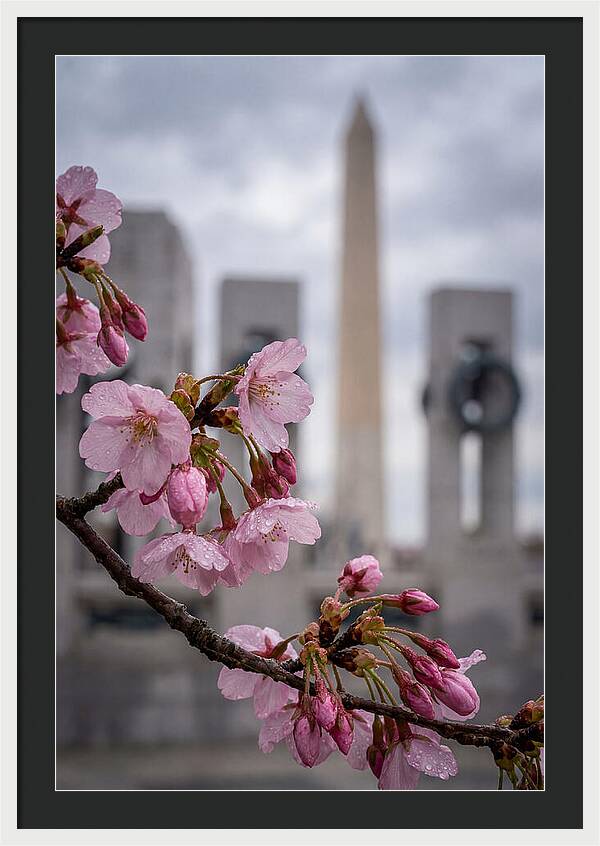 Sakura Blossoms In Washington Dc