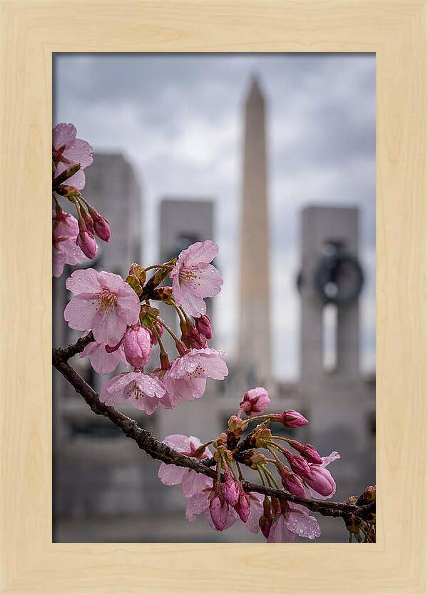 Sakura Blossoms In Washington Dc