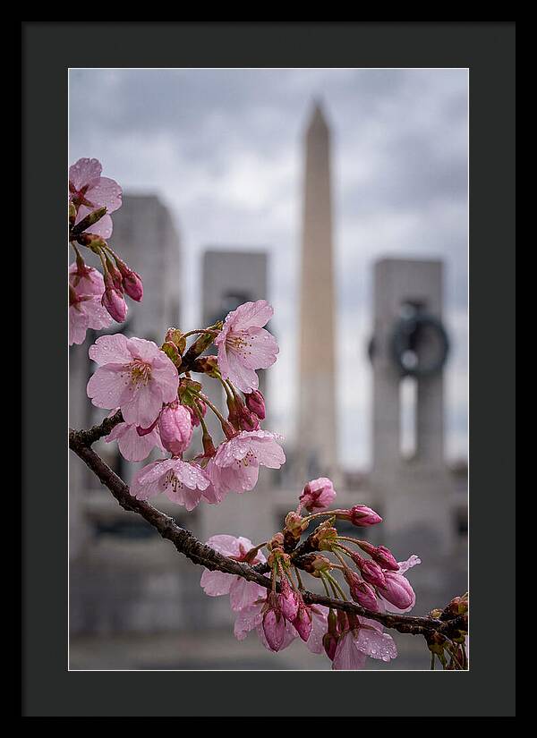 Sakura Blossoms In Washington Dc