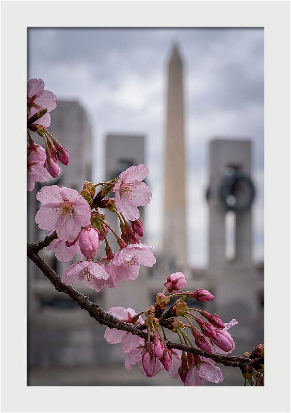 Sakura Blossoms In Washington Dc
