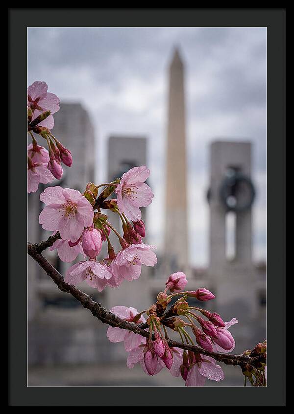 Sakura Blossoms In Washington Dc