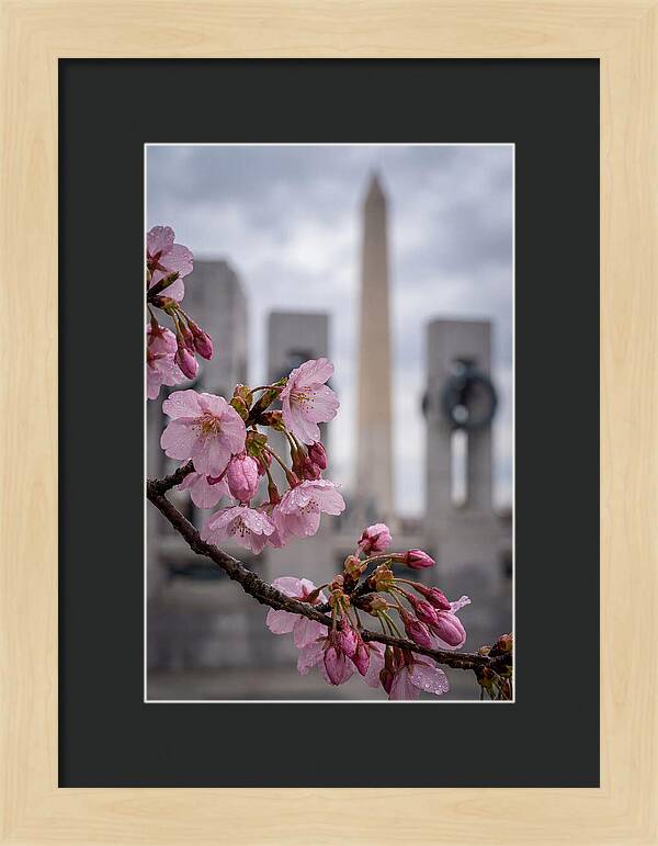 Sakura Blossoms In Washington Dc
