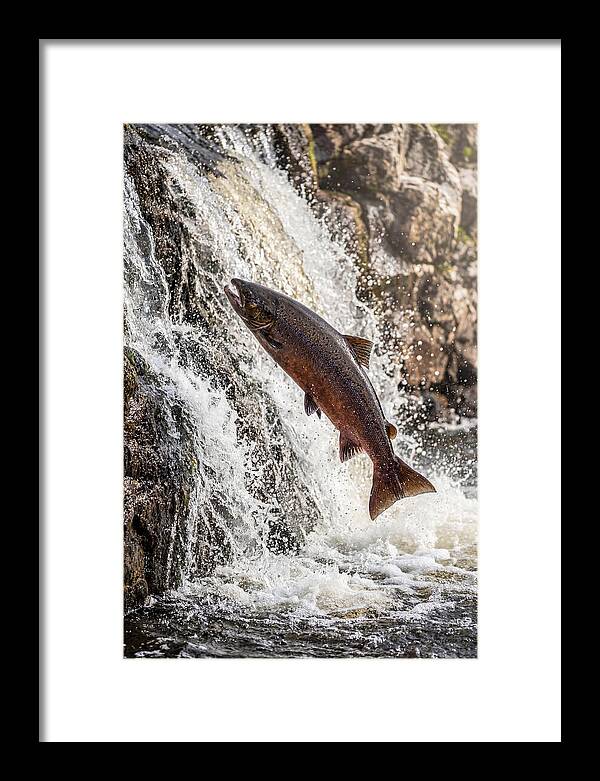 Salmon Dance In The River