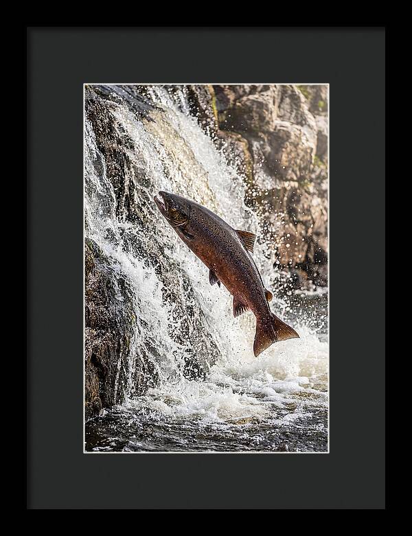 Salmon Dance In The River
