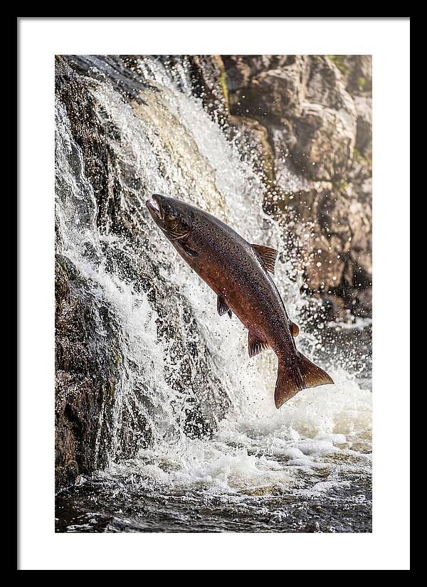 Salmon Dance In The River