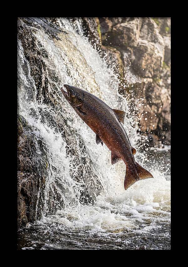 Salmon Dance In The River