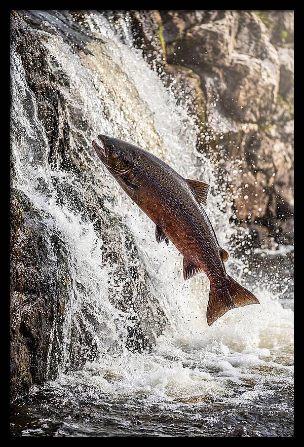 Salmon Dance In The River