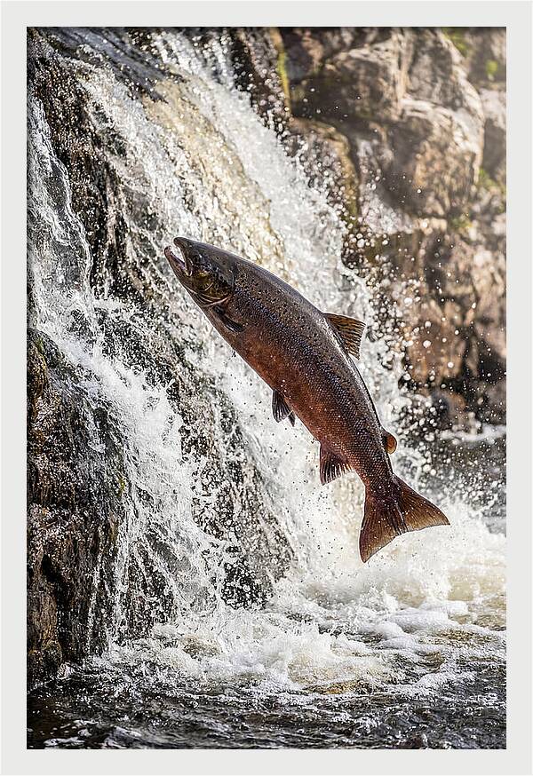 Salmon Dance In The River