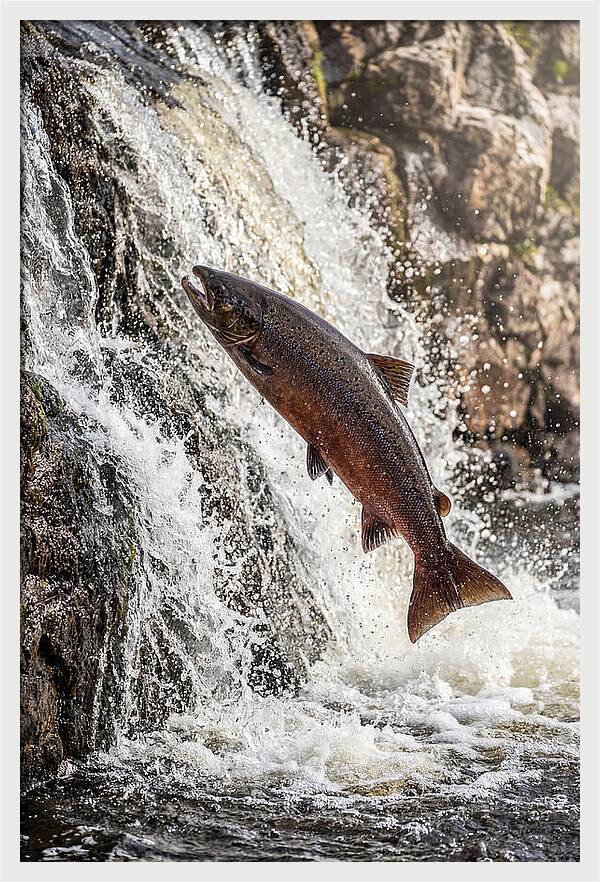 Salmon Dance In The River