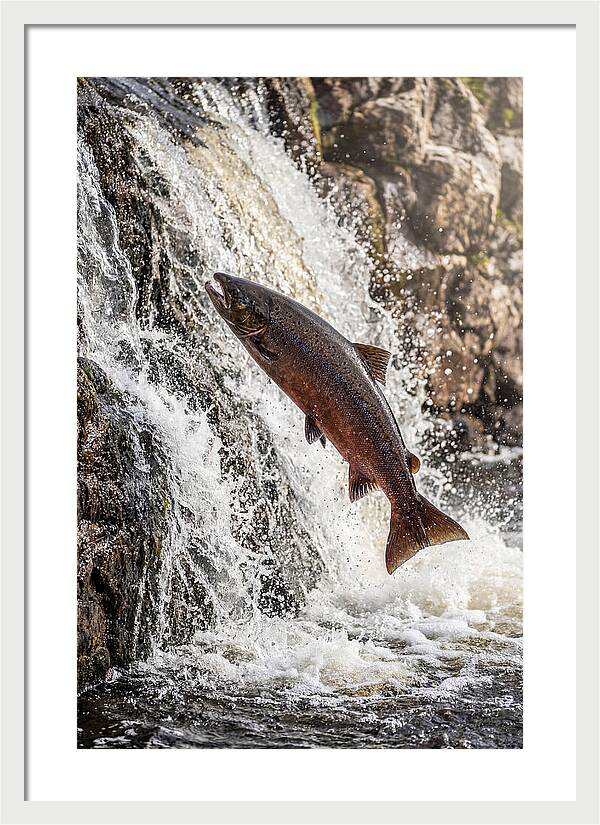 Salmon Dance In The River