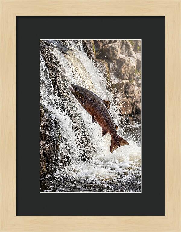 Salmon Dance In The River
