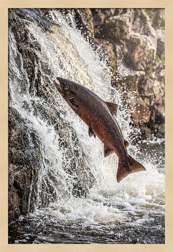 Salmon Dance In The River