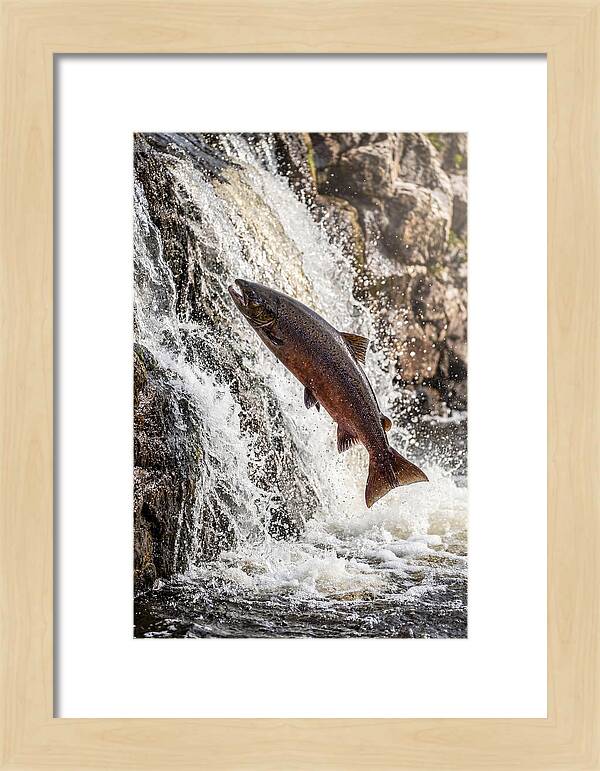 Salmon Dance In The River