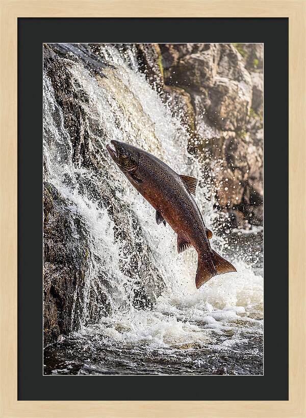 Salmon Dance In The River