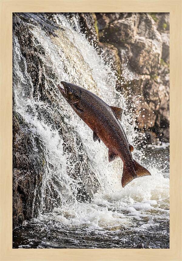 Salmon Dance In The River