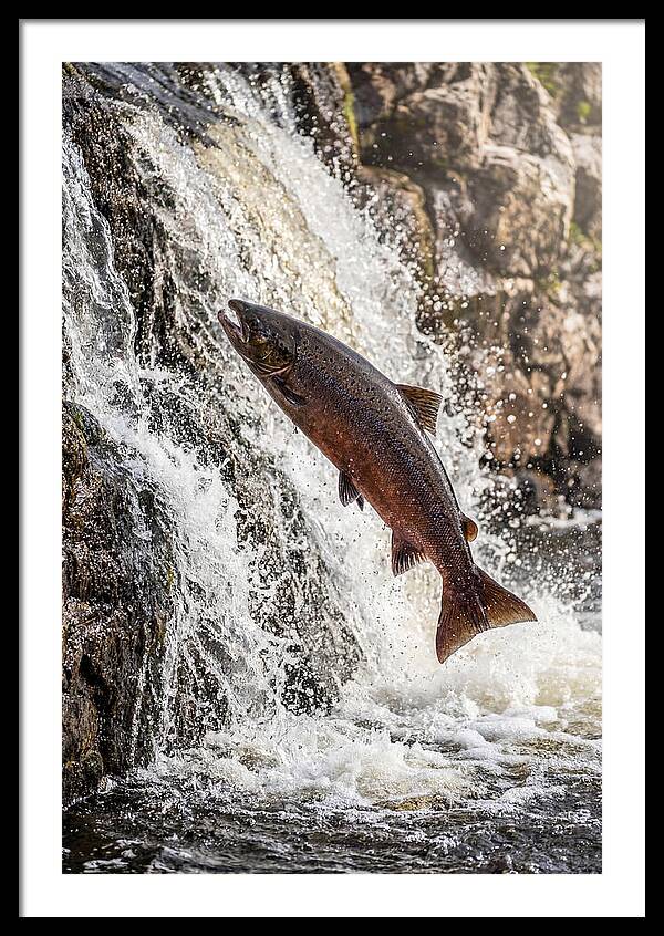 Salmon Dance In The River