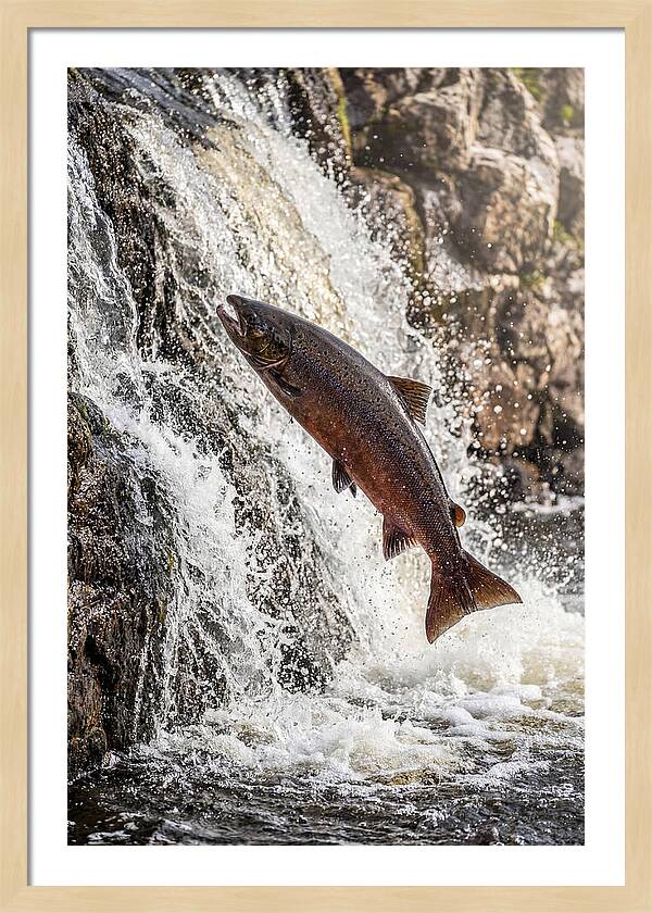Salmon Dance In The River