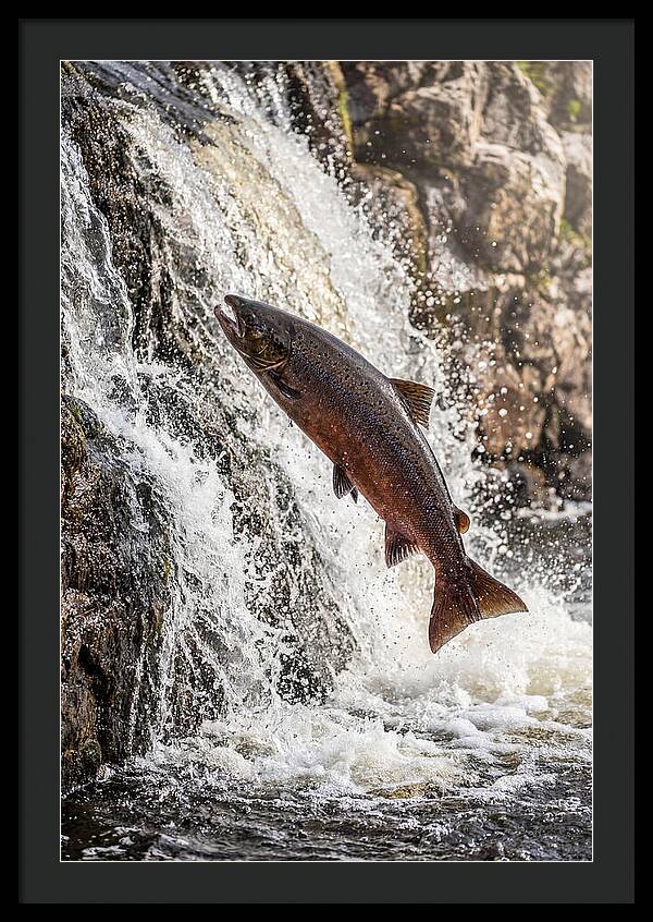 Salmon Dance In The River