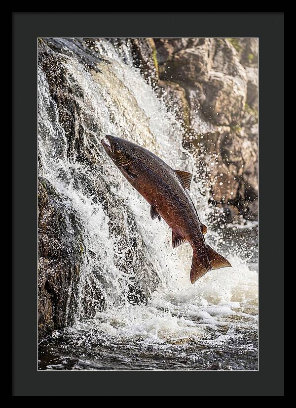Salmon Dance In The River