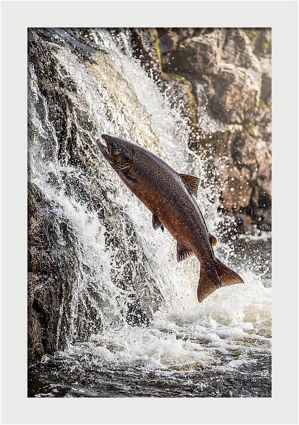 Salmon Dance In The River