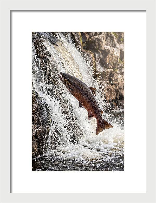 Salmon Dance In The River