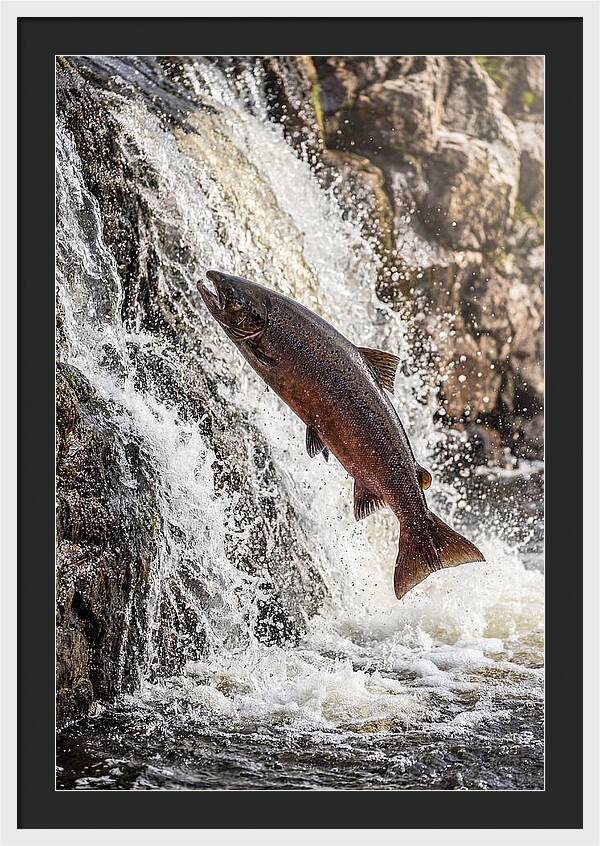 Salmon Dance In The River