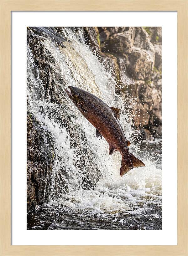 Salmon Dance In The River