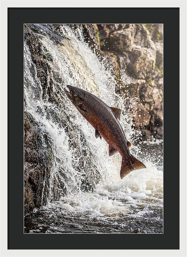 Salmon Dance In The River