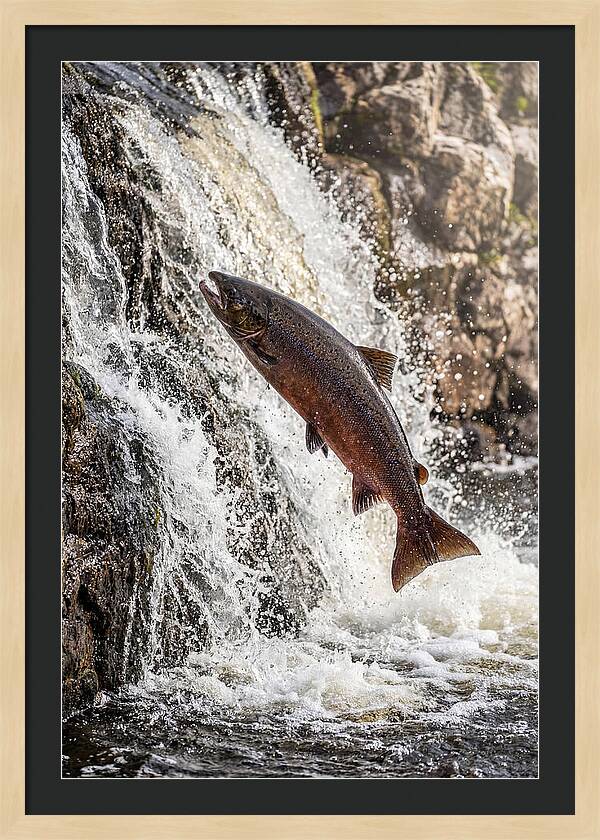 Salmon Dance In The River