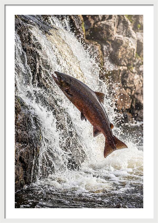 Salmon Dance In The River