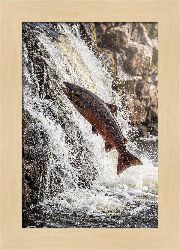 Salmon Dance In The River