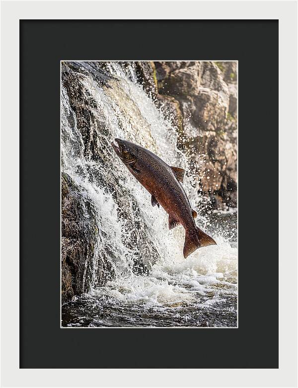 Salmon Dance In The River