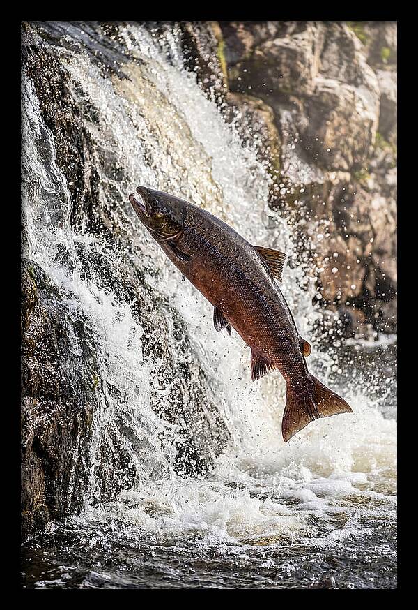 Salmon Dance In The River