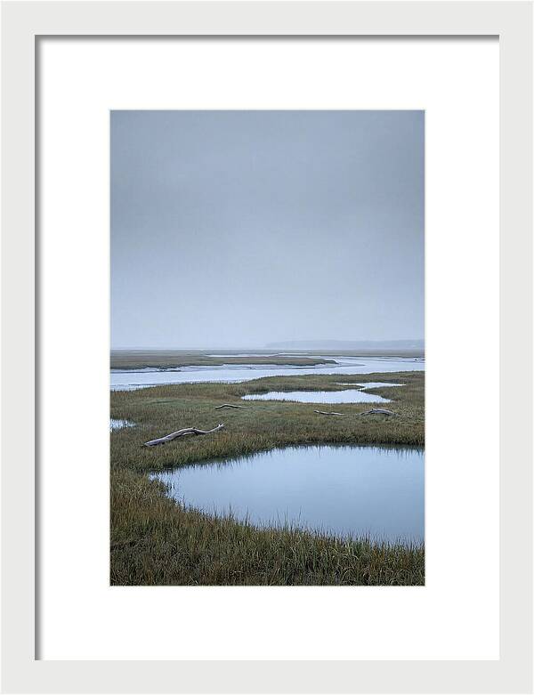 Salt Marsh Serenity