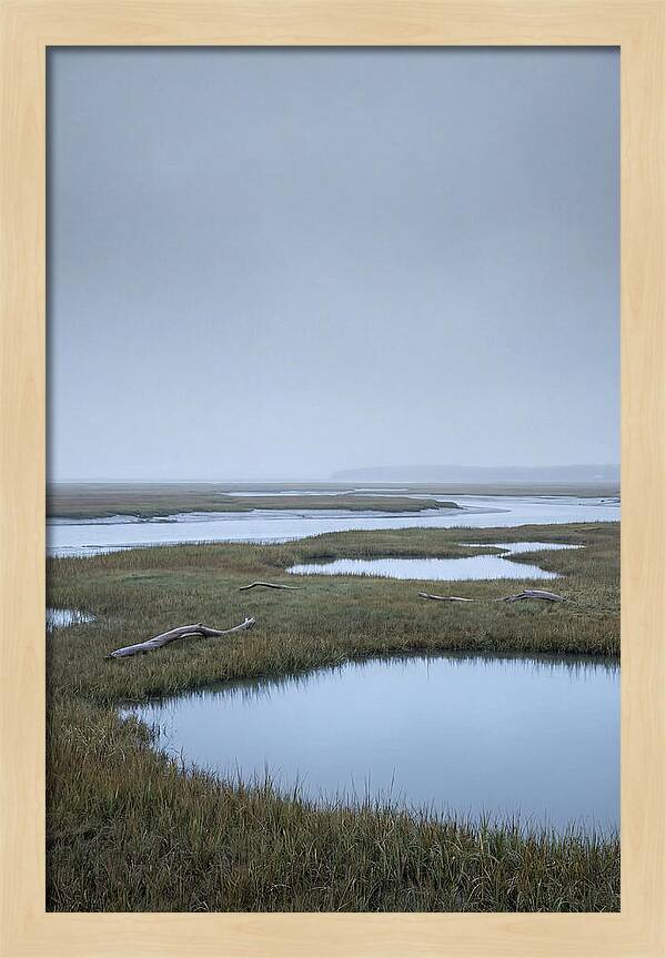 Salt Marsh Serenity