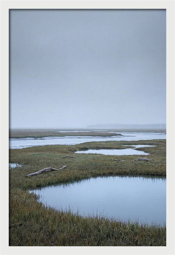 Salt Marsh Serenity