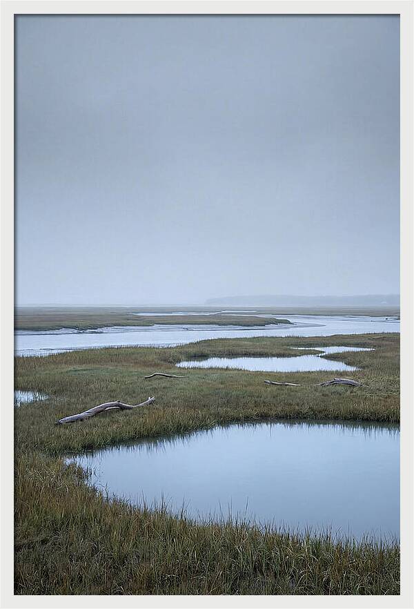 Salt Marsh Serenity