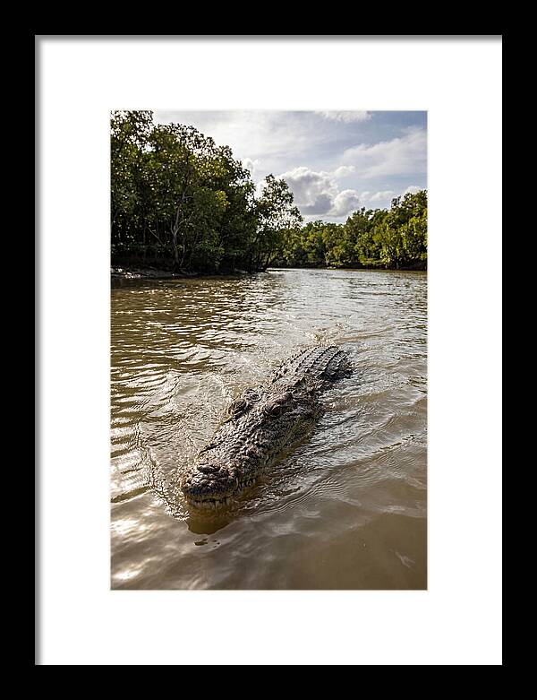 Saltwater Crocodile In Motion