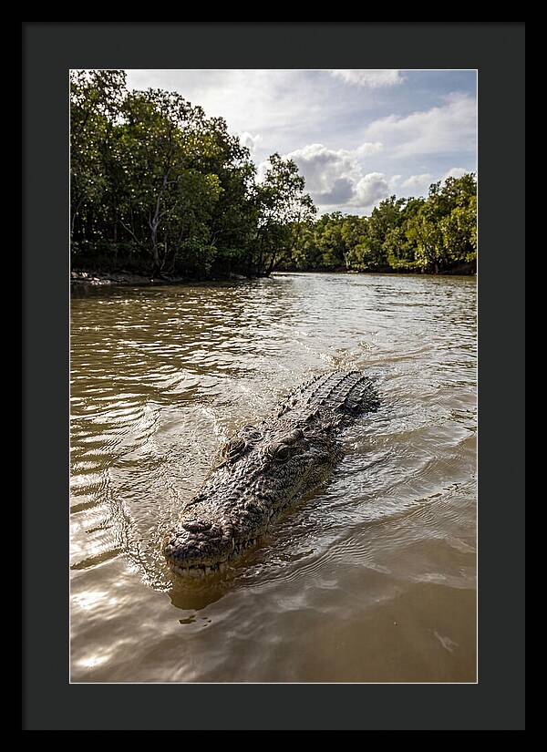 Saltwater Crocodile In Motion