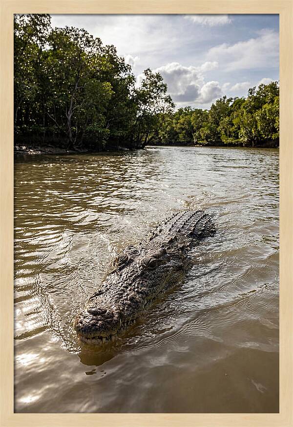 Saltwater Crocodile In Motion