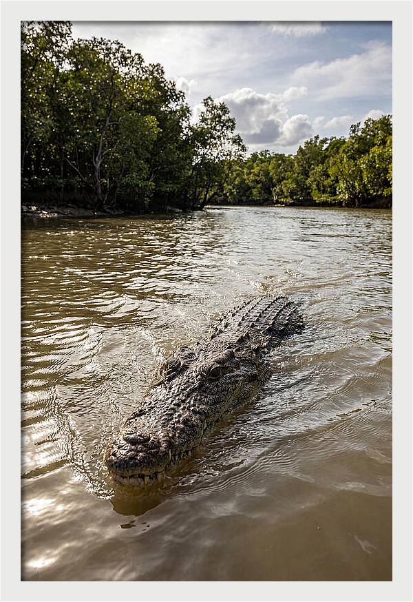 Saltwater Crocodile In Motion