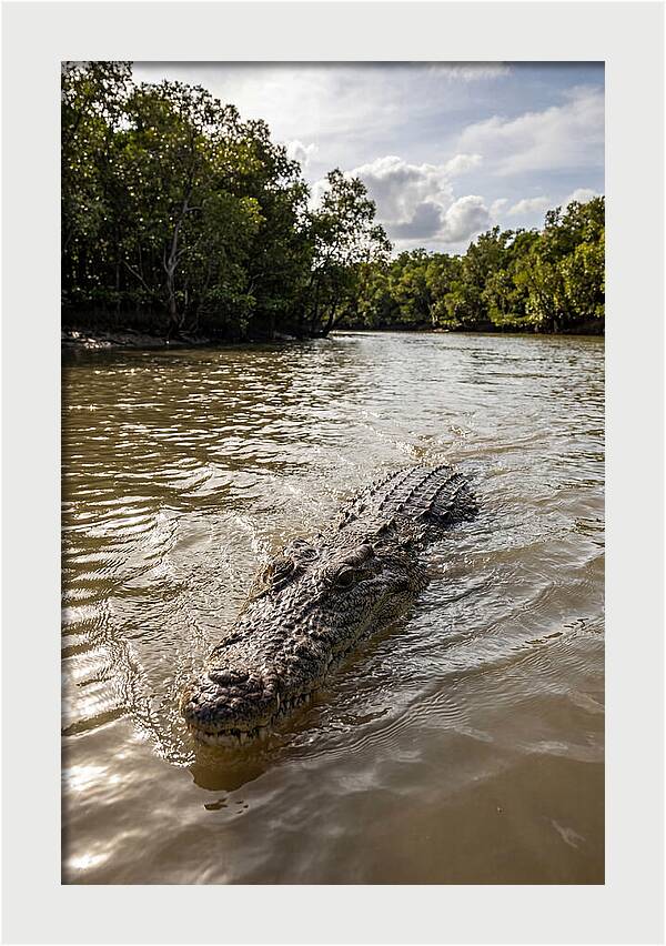 Saltwater Crocodile In Motion