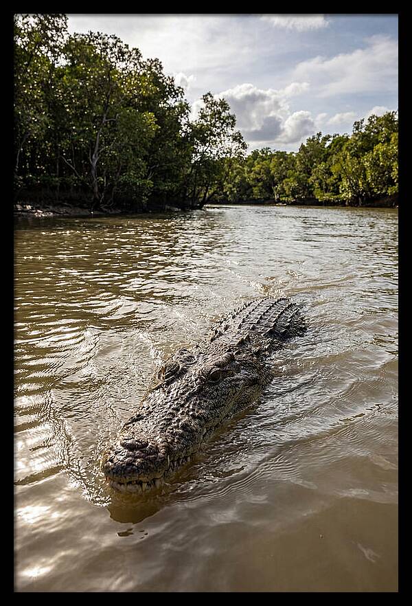 Saltwater Crocodile In Motion