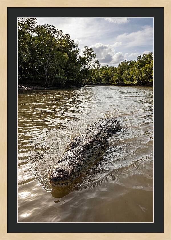 Saltwater Crocodile In Motion