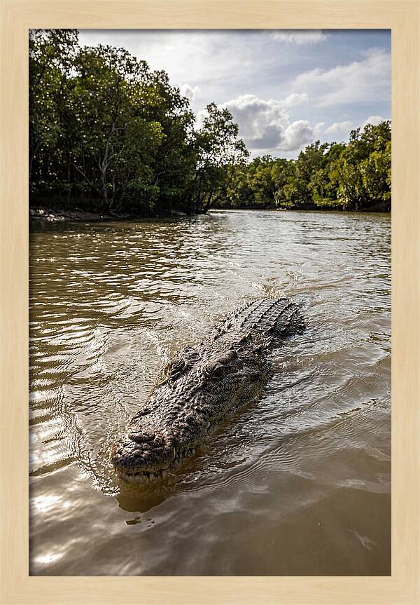 Saltwater Crocodile In Motion