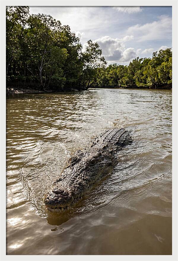 Saltwater Crocodile In Motion