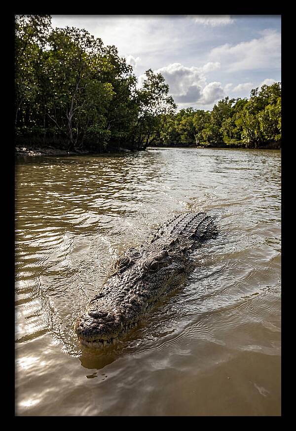 Saltwater Crocodile In Motion