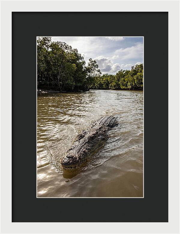 Saltwater Crocodile In Motion