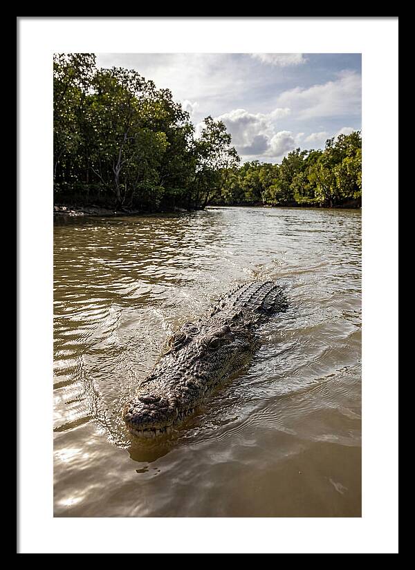 Saltwater Crocodile In Motion